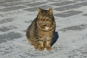 Fototapeta premium Street cats of Istanbul city.