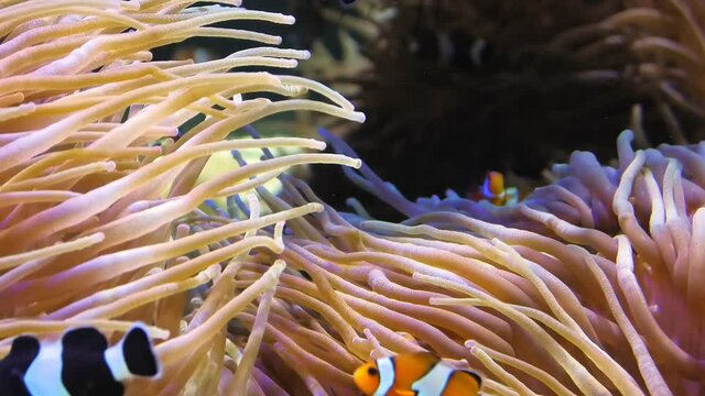 Orange Clown Fishes and Saddleback anemonefish of sea aquarium with anemone in coral reef. Amphiprion ocellaris species living in Eastern Indian Ocean and Western Pacific Ocean and Australia.