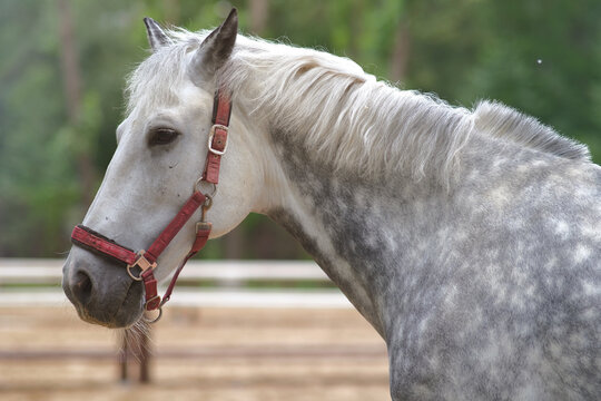 portrait of a gray horse in a red halter. summer photo. blurred background.