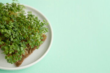 Obraz na płótnie Canvas Fresh microgreens on white plate closeup on green background