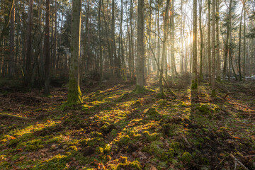 Sunbeams through the trees in a mountain forest.