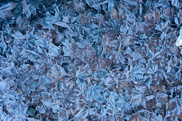 Winter leaves texture