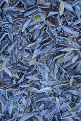 Winter leaves texture