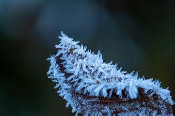 Iced leaf