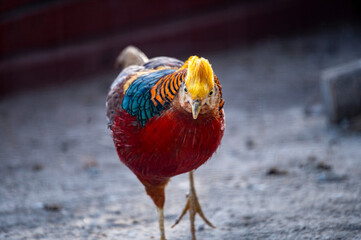 Golden Pheasant