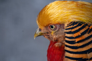 Golden Pheasant