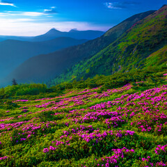 scenic summer dawn floral image, amazing mountains landscape with blooming flowers at morning sunrise, scenic nature scenery, Carpathians, border Ukraine - Romania, Europe , Marmarosy