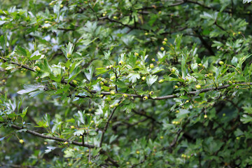 Fototapeta na wymiar The fruits of the wild hawthorn (Crataegus) on a branch. Green unripe fruits