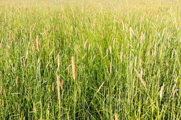 Obraz premium Bright green grass, sunny summer, lush meadow background