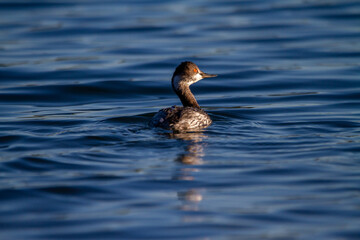 Black-necked grebe (Podiceps nigricollis) swims in the water of the Albufera lake in Valencia (Spain)