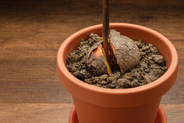 Macro shot of sprouted avocado seed planted in a potted on wooden table.