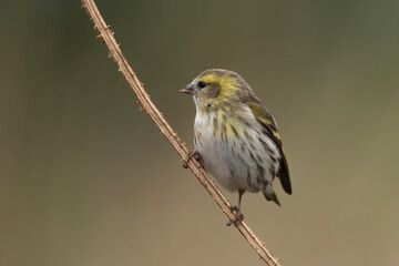 jilguero lugano en el tallo de un pampano de girasol (spinus spinus) 