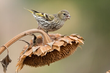 jilguero lugano en el tallo de un pampano de girasol (spinus spinus) 