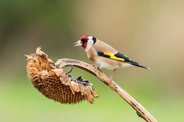 jilguero europeos posado en el tallo de un pampano de girasol  (carduelis carduelis)  