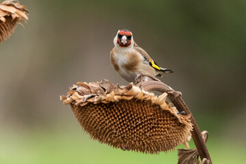 jilguero europeos posado en el tallo de un pampano de girasol  (carduelis carduelis)  