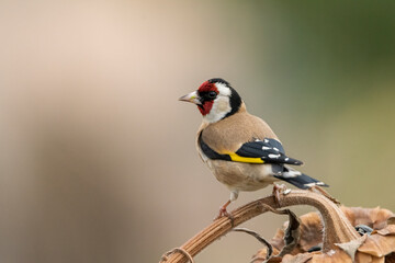jilguero europeos posado en el tallo de un pampano de girasol  (carduelis carduelis)  