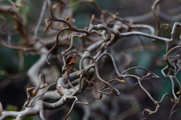 Buds on the bush waiting for spring