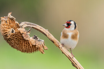 jilguero europeos posado en el tallo de un pampano de girasol  (carduelis carduelis)  