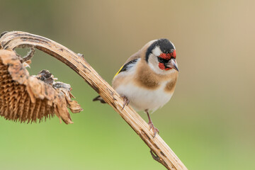 jilguero europeos posado en el tallo de un pampano de girasol  (carduelis carduelis)  