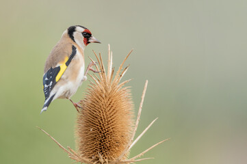 jilguero europeos posado en un cardo silvestre (carduelis carduelis)  