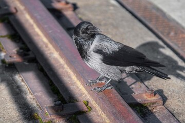 Bird on rail in the sun