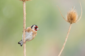 jilguero europeos posado en el tallo de un pampano de girasol  (carduelis carduelis)  Casares M&aacute;laga Andaluc&iacute;a Espa&ntilde;a	