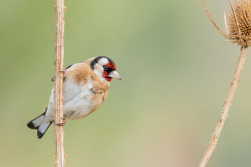 jilguero europeos posado en el tallo de un pampano de girasol  (carduelis carduelis)  