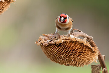 jilguero europeos posado en el tallo de un pampano de girasol  (carduelis carduelis)  