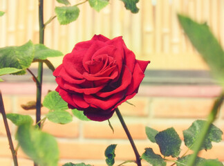 Beautiful bush of Red rose in spring, Rose flower blooming in the garden.