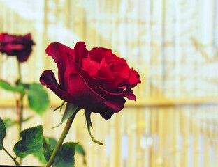 Beautiful bush of Red rose in spring, Rose flower blooming in the garden..