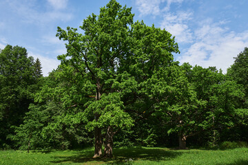 big sweeping green oak tree in the park in summer