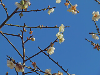 Chinese plum, Japanese apricot, blossoming on branches in season under the blue sky background.