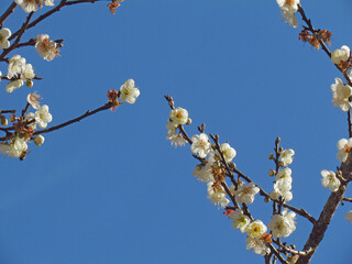 Chinese plum, Japanese apricot, blossoming on branches in season under the blue sky background.