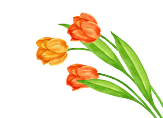 Watercolor tulips on white isolated background for your design. Hello Spring, Women's Day, Mother's Day