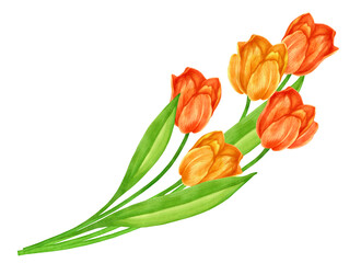 Bouquet of watercolor bright tulips on white isolated background for cards, invitations, poster, print, packaging. Valentine's Day, Hello Spring, Women's Day