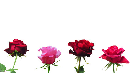Red and Pink roses isolated on white background. Rose is a symbol of love on Valentine's Day.