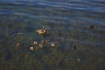 duck and stya little ducklings in the lake