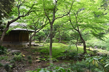 東京の旧古河庭園の庭園風景