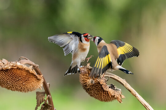 jilgueros europeos peleando en un pampano de girasol  (carduelis carduelis)  