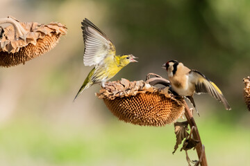peleas entre jilguero europeo y jilguero lugano (carduelis carduelis) (spinus spinus) 