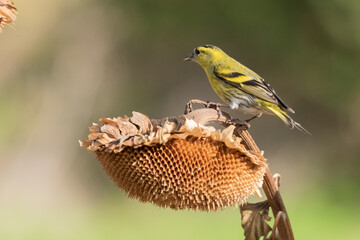 lugano jilguero posado sobre un pampano de girasol 