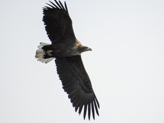 Fototapeta premium bird