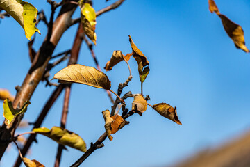 Autumn leaves on a mountain background
