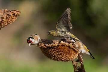 peleas entre jilguero europeo y jilguero lugano (carduelis carduelis) (spinus spinus) 