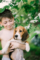 Boy and dog (beagle puppy with tattoo on tummy) playing with Blossoming branch in springtime with falling petals