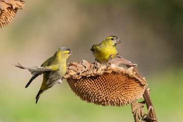 dos luganos sobre un girasol comiendo semillas