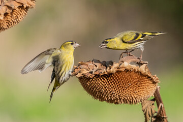 peleas entre  luganos o jilguero luganos (Spinus spinus) 