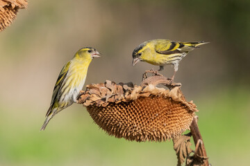 luganos o jilguero luganos comiendo en un pampano de girasol (Spinus spinus) 