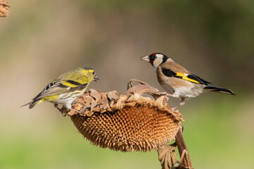 lugano y jilguero comiendo en un pampano de girasol  (carduelis carduelis) (spinus spinus)
