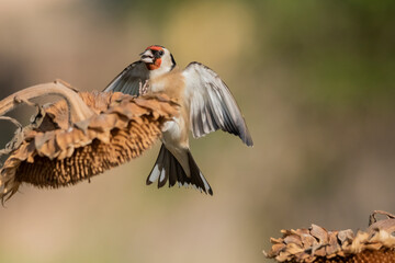 jilguero europeo en vuelo llegando al posadero (carduelis carduelis)